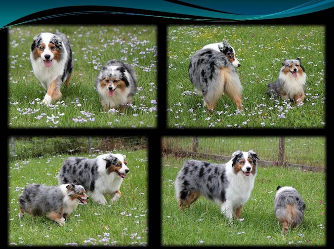 Australian Shepherd Chart